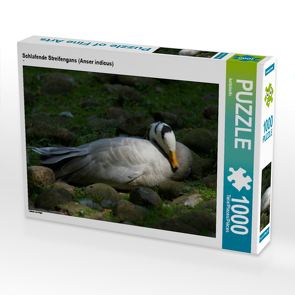 CALVENDO Puzzle Schlafende Streifengans (Anser indicus) 1000 Teile Lege-Größe 64 x 48 cm Foto-Puzzle Bild von kattobello