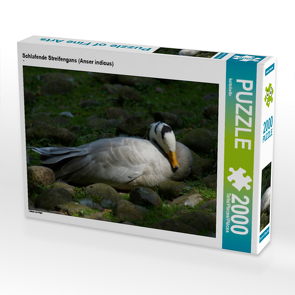 CALVENDO Puzzle Schlafende Streifengans (Anser indicus) 2000 Teile Lege-Größe 90 x 67 cm Foto-Puzzle Bild von kattobello