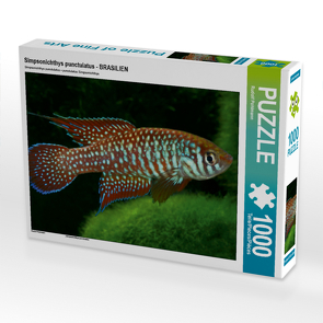 CALVENDO Puzzle Simpsonichthys punctulatus – BRASILIEN 1000 Teile Lege-Größe 64 x 48 cm Foto-Puzzle Bild von Rudolf Pohlmann