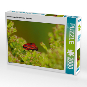 CALVENDO Puzzle Streifenwanze (Graphosoma lineatum) 2000 Teile Lege-Größe 90 x 67 cm Foto-Puzzle Bild von kattobello