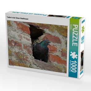 CALVENDO Puzzle Taube in der Ulmer Stadtmauer 1000 Teile Lege-Größe 64 x 48 cm Foto-Puzzle Bild von kattobello