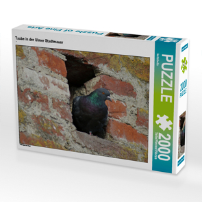 CALVENDO Puzzle Taube in der Ulmer Stadtmauer 2000 Teile Lege-Größe 90 x 67 cm Foto-Puzzle Bild von kattobello