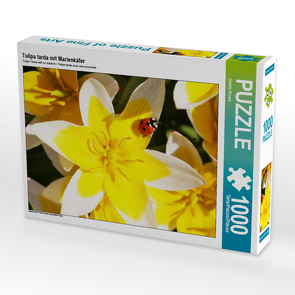 CALVENDO Puzzle Tulipa tarda mit Marienkäfer 1000 Teile Lege-Größe 48 x 64 cm Foto-Puzzle Bild von Gisela Kruse