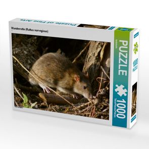 CALVENDO Puzzle Wanderratte (Rattus norvegicus) 1000 Teile Lege-Größe 64 x 48 cm Foto-Puzzle Bild von kattobello