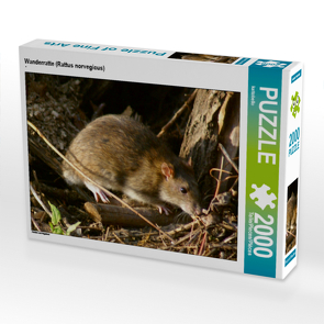 CALVENDO Puzzle Wanderratte (Rattus norvegicus) 2000 Teile Lege-Größe 90 x 67 cm Foto-Puzzle Bild von kattobello