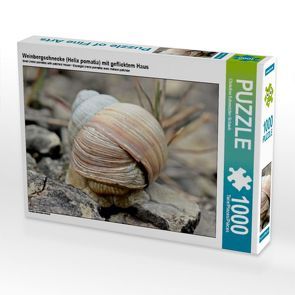 CALVENDO Puzzle Weinbergschnecke (Helix pomatia) mit geflicktem Haus 1000 Teile Lege-Größe 64 x 48 cm Foto-Puzzle Bild von Christine Schmutzler-Schaub von Schmutzler-Schaub,  Christine