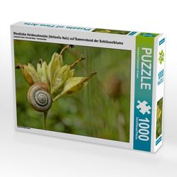 CALVENDO Puzzle Westliche Heideschnecke (Helicella itala) auf Samenstand der Schlüsselblume 1000 Teile Lege-Größe 64 x 48 cm Foto-Puzzle Bild von Christine Schmutzler-Schaub von Schmutzler-Schaub,  Christine