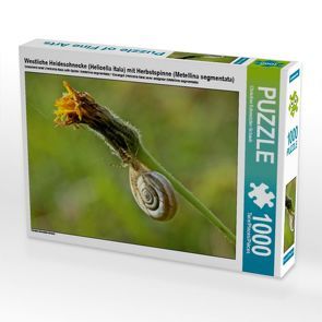 CALVENDO Puzzle Westliche Heideschnecke (Helicella itala) mit Herbstspinne (Metellina segmentata) 1000 Teile Lege-Größe 64 x 48 cm Foto-Puzzle Bild von Christine Schmutzler-Schaub von Schmutzler-Schaub,  Christine