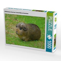 CALVENDO Puzzle Wildfarbenes American Crested Meerschweinchen 1000 Teile Lege-Größe 64 x 48 cm Foto-Puzzle Bild von kattobello