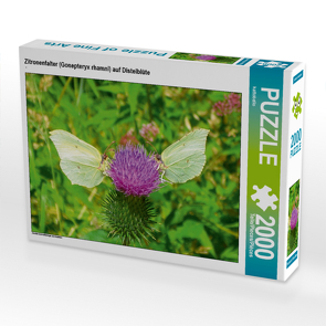 CALVENDO Puzzle Zitronenfalter (Gonepteryx rhamni) auf Distelblüte 2000 Teile Lege-Größe 90 x 67 cm Foto-Puzzle Bild von kattobello