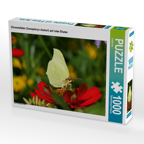 CALVENDO Puzzle Zitronenfalter (Gonepteryx rhamni) auf roter Blume 1000 Teile Lege-Größe 64 x 48 cm Foto-Puzzle Bild von kattobello