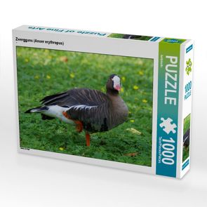 CALVENDO Puzzle Zwerggans (Anser erythropus) 1000 Teile Lege-Größe 64 x 48 cm Foto-Puzzle Bild von kattobello