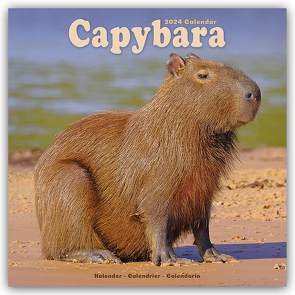 Capybara – Wasserschwein 2024 – 16-Monatskalender