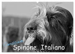 Carissimo Spinone Italiano (Wandkalender 2024 DIN A2 quer), CALVENDO Monatskalender von Drafz,  Silvia