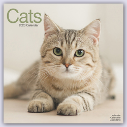 Cats – Katzen 202 – 16-Monatskalender