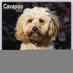 Cavapoo – Cavoodle 2023 – 16-Monatskalender