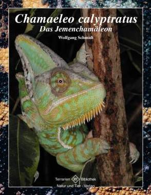 Chamaeleo calyptratus von Schmidt,  Wolfgang