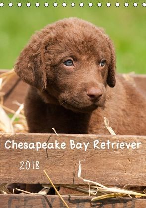 Chesapeake Bay Retriever 2018 (Tischkalender 2018 DIN A5 hoch) von Vika-Foto