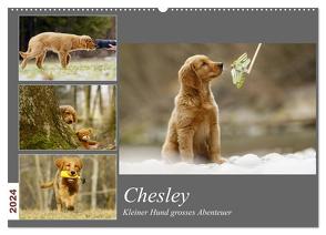 Chesley Kleiner Hund Grosses Abenteuer (Wandkalender 2024 DIN A2 quer), CALVENDO Monatskalender von Bea Müller,  Hundfotografin