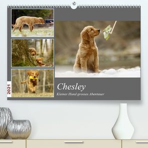 Chesley Kleiner Hund Grosses AbenteuerCH-Version (Premium, hochwertiger DIN A2 Wandkalender 2021, Kunstdruck in Hochglanz) von Bea Müller,  Hundfotografin