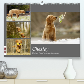 Chesley Kleiner Hund Grosses AbenteuerCH-Version (Premium, hochwertiger DIN A2 Wandkalender 2022, Kunstdruck in Hochglanz) von Bea Müller,  Hundfotografin