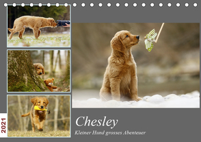 Chesley Kleiner Hund Grosses AbenteuerCH-Version (Tischkalender 2021 DIN A5 quer) von Bea Müller,  Hundfotografin