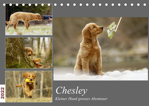 Chesley Kleiner Hund Grosses AbenteuerCH-Version (Tischkalender 2022 DIN A5 quer) von Bea Müller,  Hundfotografin