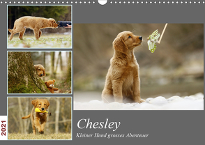 Chesley Kleiner Hund Grosses AbenteuerCH-Version (Wandkalender 2021 DIN A3 quer) von Bea Müller,  Hundfotografin