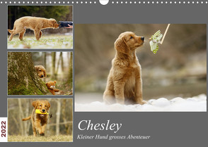 Chesley Kleiner Hund Grosses AbenteuerCH-Version (Wandkalender 2022 DIN A3 quer) von Bea Müller,  Hundfotografin