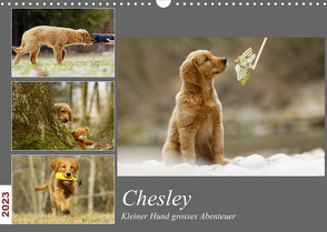 Chesley Kleiner Hund Grosses AbenteuerCH-Version (Wandkalender 2023 DIN A3 quer) von Bea Müller,  Hundfotografin