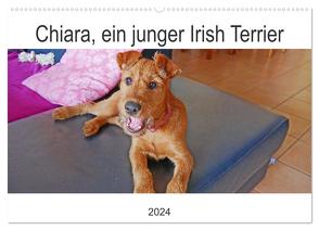 Chiara, ein junger Irish Terrier (Wandkalender 2024 DIN A2 quer), CALVENDO Monatskalender von Schimon,  Claudia