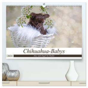 Chihuahua-Babys – Amy und Angel im Studio (hochwertiger Premium Wandkalender 2024 DIN A2 quer), Kunstdruck in Hochglanz von Teßen,  Sonja