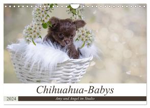 Chihuahua-Babys – Amy und Angel im Studio (Wandkalender 2024 DIN A4 quer), CALVENDO Monatskalender von Teßen,  Sonja