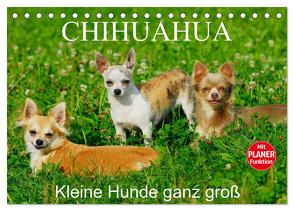 Chihuahua – Kleine Hunde ganz groß (Tischkalender 2024 DIN A5 quer), CALVENDO Monatskalender von Starick,  Sigrid