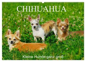 Chihuahua – Kleine Hunde ganz groß (Wandkalender 2024 DIN A2 quer), CALVENDO Monatskalender von Starick,  Sigrid