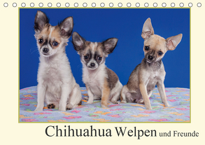 Chihuahua Welpen und Freunde (Tischkalender 2020 DIN A5 quer) von Wejat-Zaretzke,  Gabriela