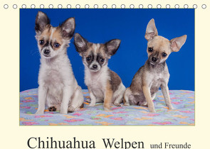 Chihuahua Welpen und Freunde (Tischkalender 2022 DIN A5 quer) von Wejat-Zaretzke,  Gabriela