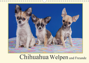 Chihuahua Welpen und Freunde (Wandkalender 2021 DIN A3 quer) von Wejat-Zaretzke,  Gabriela