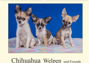 Chihuahua Welpen und Freunde (Wandkalender 2022 DIN A2 quer) von Wejat-Zaretzke,  Gabriela