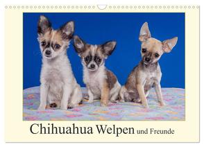 Chihuahua Welpen und Freunde (Wandkalender 2024 DIN A3 quer), CALVENDO Monatskalender von Wejat-Zaretzke,  Gabriela