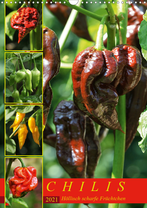 Chilis – Höllisch scharfe Früchtchen (Wandkalender 2021 DIN A3 hoch) von Cross,  Martina