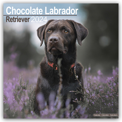 Chocolate Labrador Retriever – Brauner Labrador 2024 – 16-Monatskalender