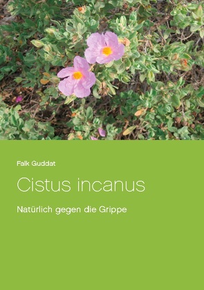 Cistus incanus von Guddat,  Falk