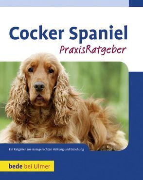 Cocker Spaniel von Wessem,  Haja van