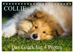 Collie – Das Glück hat 4 Pfoten (Tischkalender 2024 DIN A5 quer), CALVENDO Monatskalender von Starick,  Sigrid