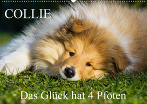 Collie – Das Glück hat 4 Pfoten (Wandkalender 2021 DIN A2 quer) von Starick,  Sigrid