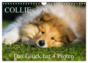 Collie – Das Glück hat 4 Pfoten (Wandkalender 2024 DIN A4 quer), CALVENDO Monatskalender von Starick,  Sigrid