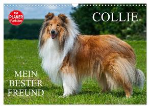 Collie – Mein bester Freund (Wandkalender 2024 DIN A3 quer), CALVENDO Monatskalender von Starick,  Sigrid