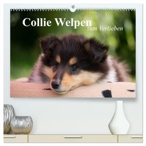 Collie Welpen zum Verlieben (hochwertiger Premium Wandkalender 2024 DIN A2 quer), Kunstdruck in Hochglanz von Quentin,  Thomas