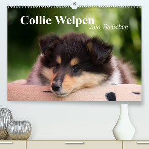 Collie Welpen zum Verlieben (Premium, hochwertiger DIN A2 Wandkalender 2023, Kunstdruck in Hochglanz) von Quentin,  Thomas